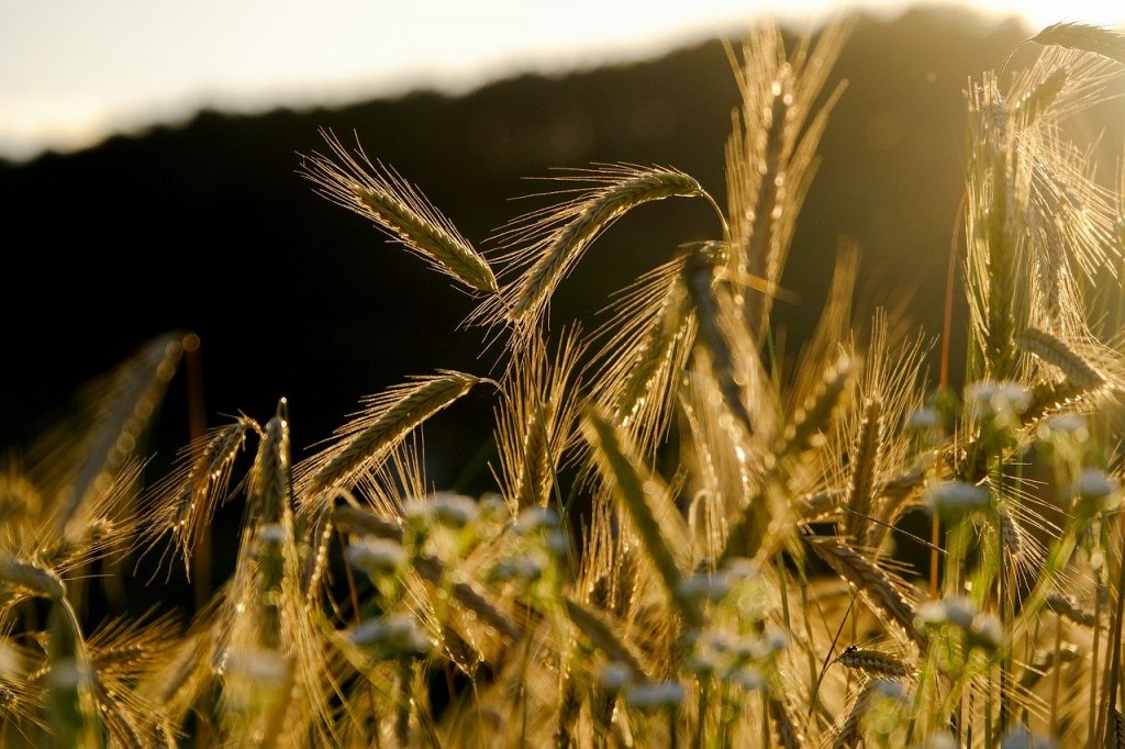 cereals, spike, barley field