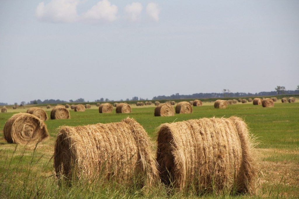 hay, field, agri